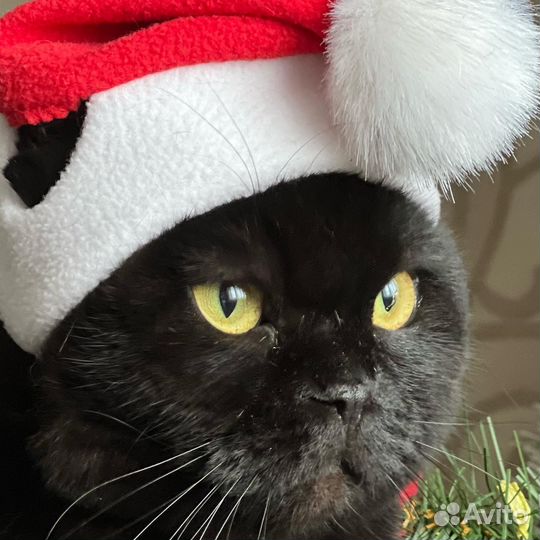 Шапка новогодняя для животного