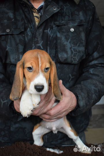 Прекрасные бигледетки