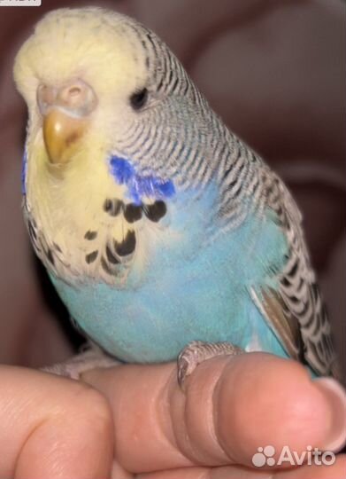 Выставочные волнистые попугаи чехи