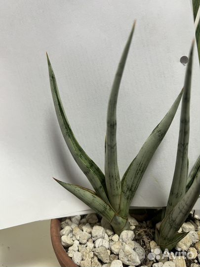 Сансевьерии сортовые