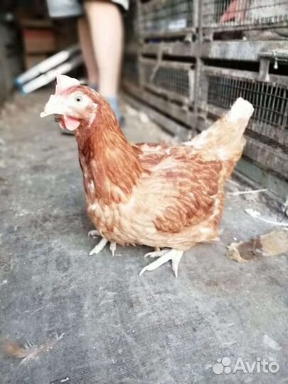 Куры несушки