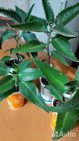 Комнатные растения