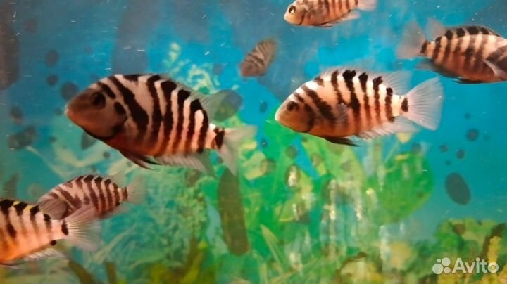 Цихлазома чернополосая