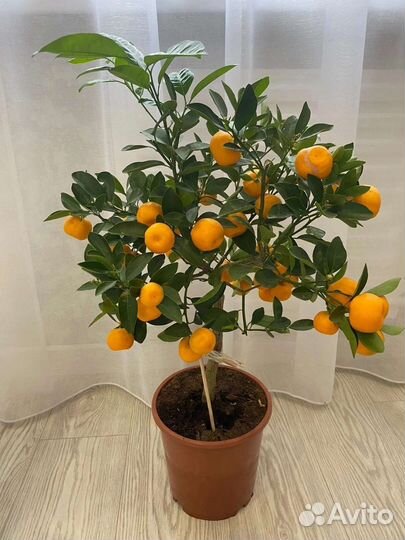 Мандарин, каламондин, цитрусовые
