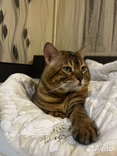 Бенгальский кот вязка