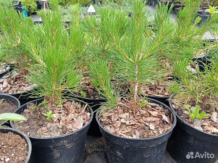 Саженцы хвойных в объеме 2л