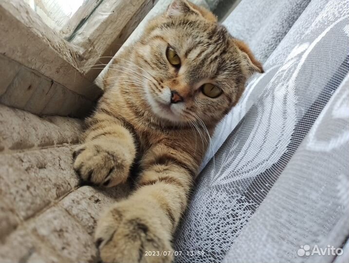 Котята в добрые руки бесплатно мальчики девочка