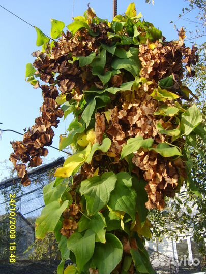 Диоскорея, липпия, азимина, гинкго билоба,витекс