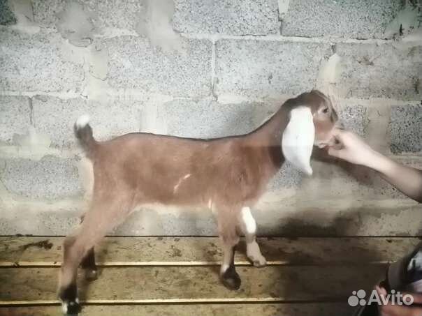 Коза нубийская