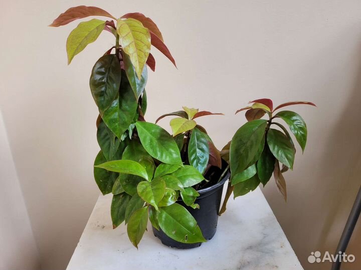 Переския и шефлера