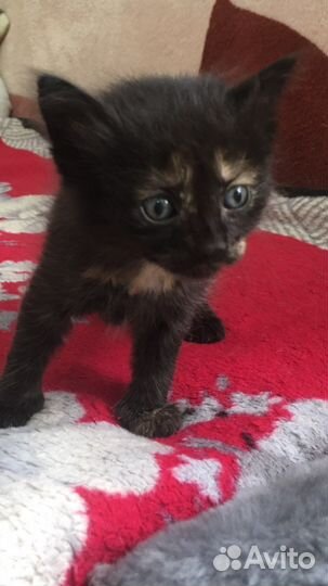 Кошка в дар