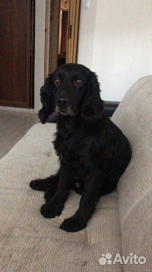 Русский спаниель