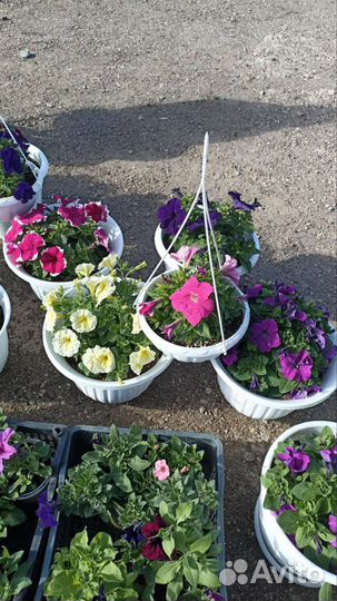 Петунья навесные