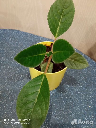 Глоксиния колокольчик,отросток