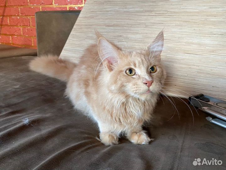 Кот Мейн-Кун