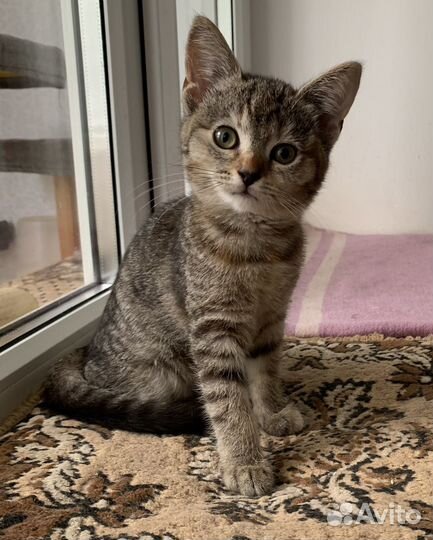 Европейская