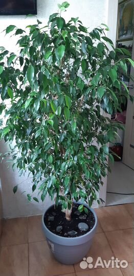 Продам фикус
