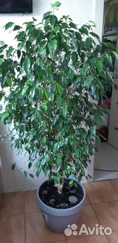 Продам фикус