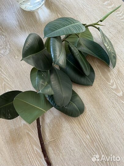 Фикус каучуконосный