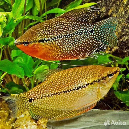 Аквариумные рыбки, улитки, растения, корм