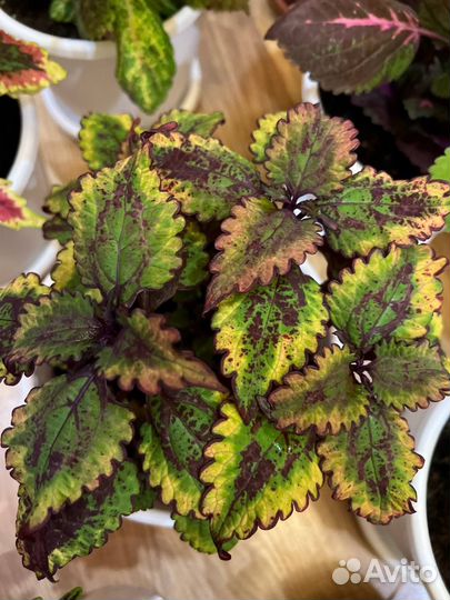 Комнатные растения цветы