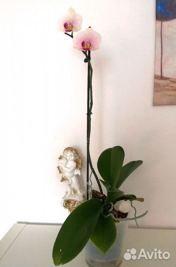 Орхидея фаленопсис