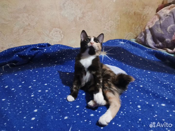 Котята в добрые руки бесплатно