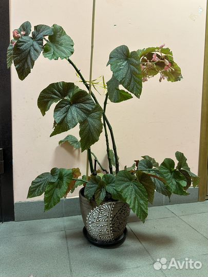 Комнатные растения цветы / в офис