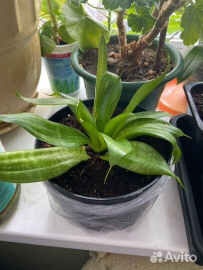 Сансевиерия