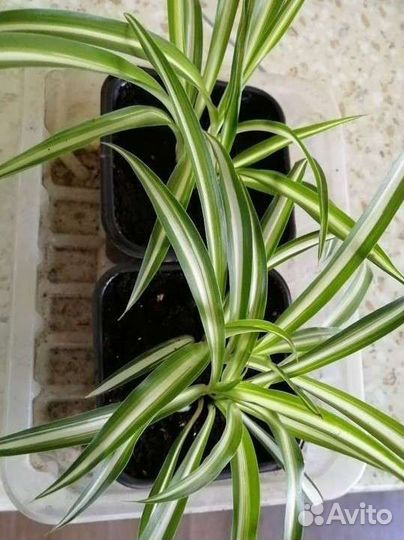 Цветы комнатные