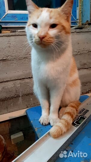 Молодой котик