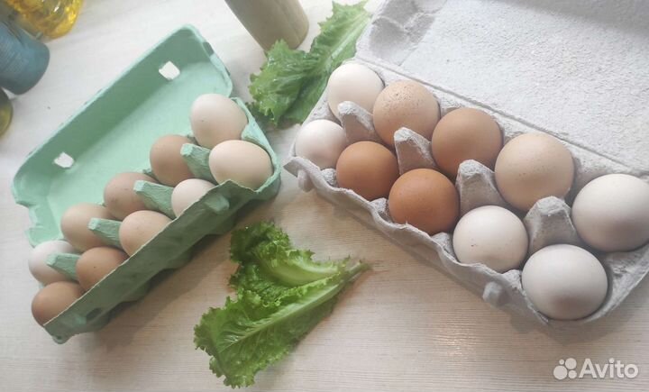 Домашние куриные яйца