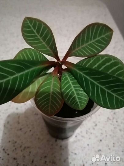 Молочай комнатный