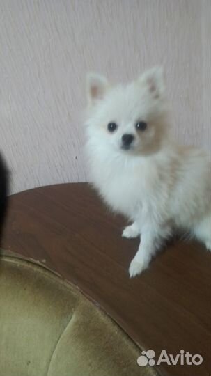 Шпиц мини