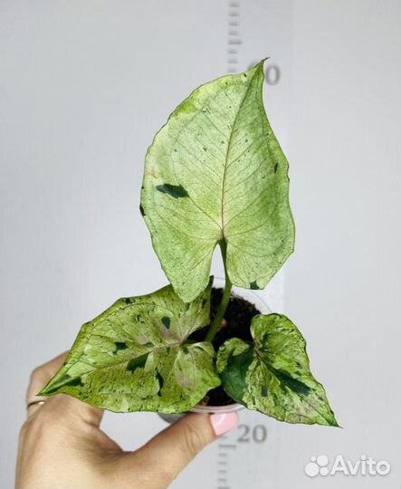 Сингониумы сортовые