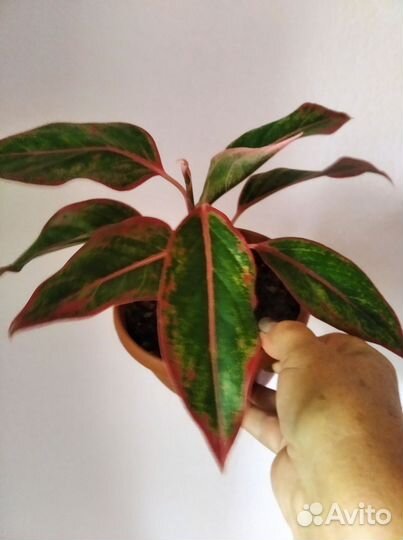 Аглоанема Крит