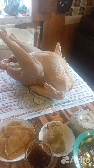 Мясо индюка