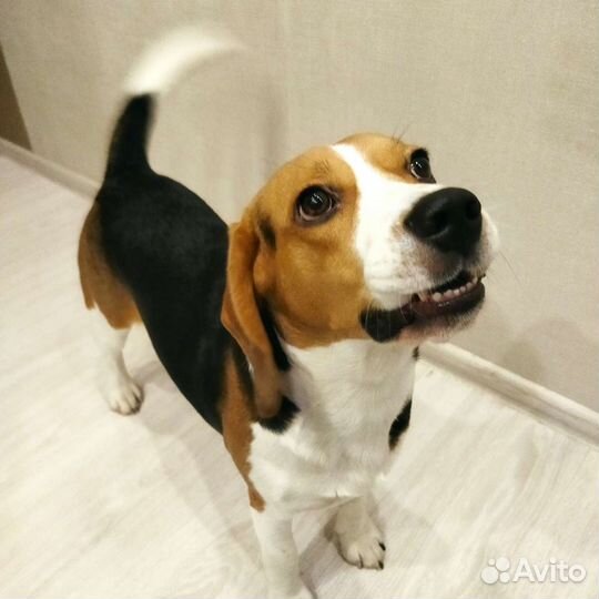 Вязка собак