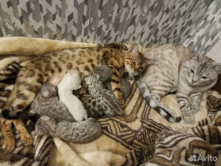 Бенгальские котята