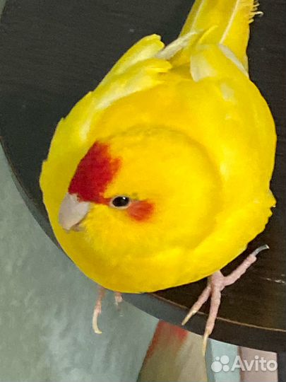 Попугай какарик