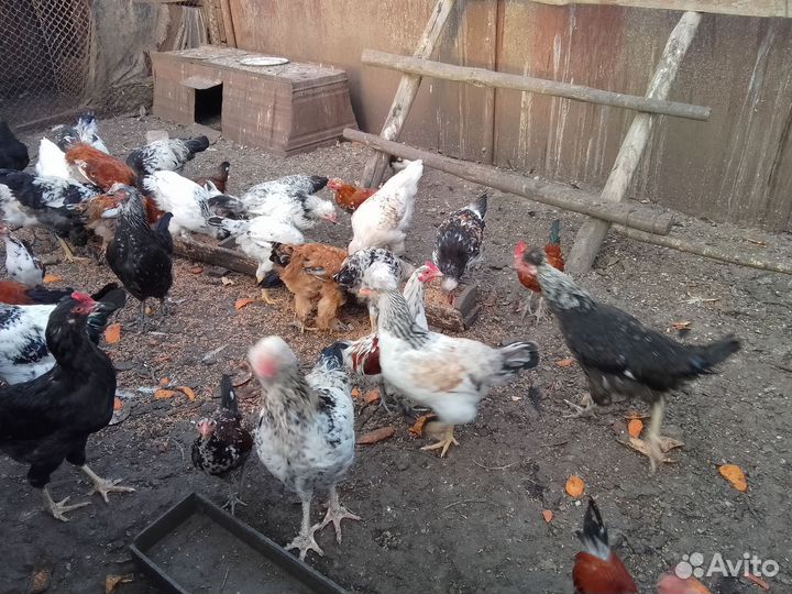 Куры молодки домашние