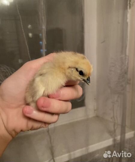 Куры несушки доминант