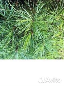 Саженцы кедра корейского