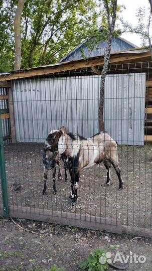 Англо нубийские козы дойные