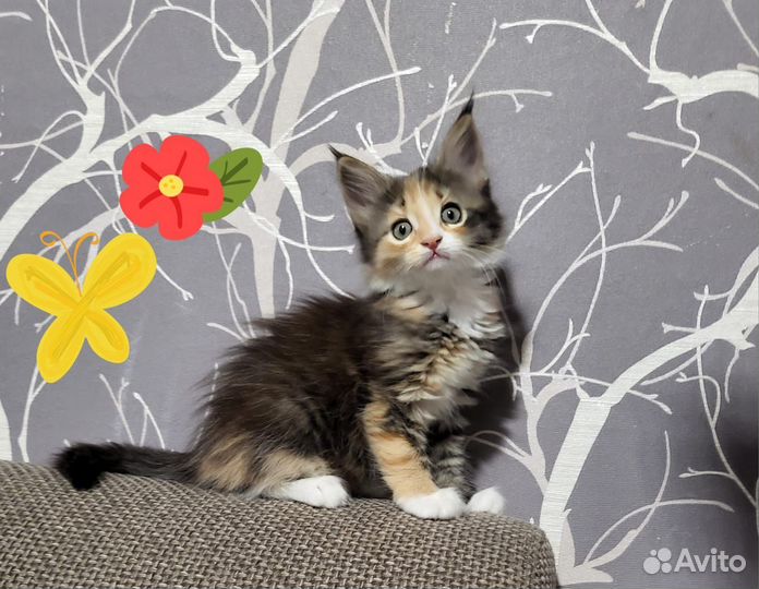 Котёнок мейн кун