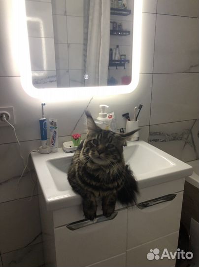 Мейн-кун вязка