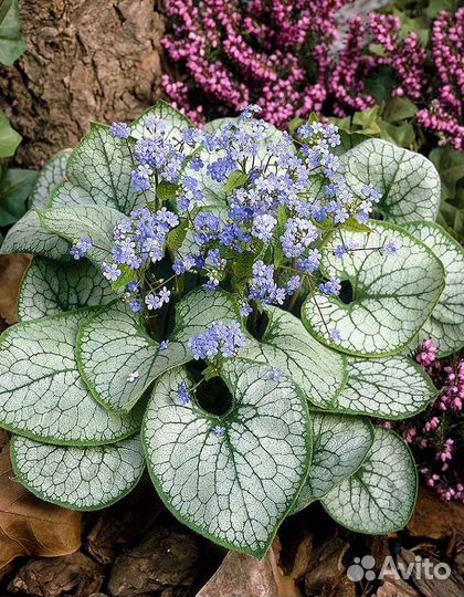 Многолетние цветы