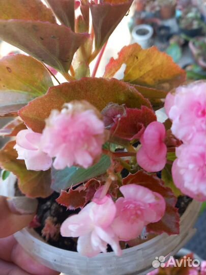 Бегония вечноцветущая махровая