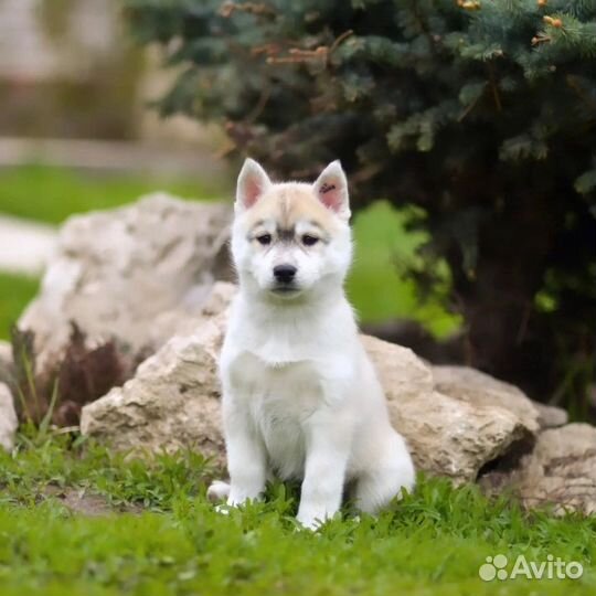 Хаски щенки