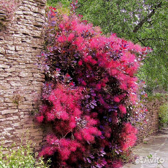 Скумпия кожевенная Роял Перпл